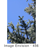 #456 Image: Blue Spruce Branches Against A Blue Sky