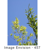 #457 Photography: Black Bamboo Stalks Against A Blue Sky
