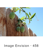 #458 Image: Fruits On A Passion Vine