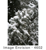 #4602 Blue Spruce In Snow