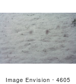 #4605 Grass Sprouts Through Snow