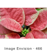 #466 Photograph Of Leaves On A Pink And White Poinsettia Plant