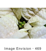 #469 Image Of A White Poinsettia Plant