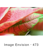 #473 Image Of Pink Poinsettia Leaves