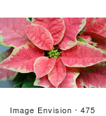 #475 Photograph Of A Pink And White Poinsettia Plant