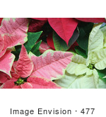 #477 Image Of Pink White And Red Poinsettia Plants