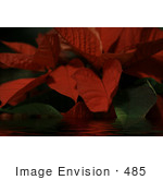 #485 Picture Of A Red Poinsettia Plant In Water