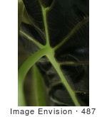 #487 Plant Picture Of An African Mask (Alocasia X Amazonica) Leaf