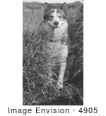 #4905 Alaskan Huskie Dog