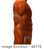 #49775 Royalty-Free (Rf) Illustration Of A 3d Closeup Of A Muscle Male Body Arm