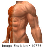 #49776 Royalty-Free (Rf) Illustration Of A 3d Closeup Of A Muscle Male Body Facing Left