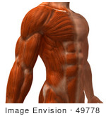 #49778 Royalty-Free (Rf) Illustration Of A 3d Closeup Of A Muscle Male Body Facing Right