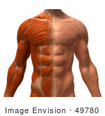 #49780 Royalty-Free (Rf) Illustration Of A 3d Closeup Of A Muscle Male Body Facing Front