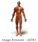#49781 Royalty-Free (Rf) Illustration Of A 3d Muscle Male Body Facing Front - Version 1