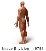 #49784 Royalty-Free (Rf) Illustration Of A 3d Muscle Male Body Facing Away - Version 5