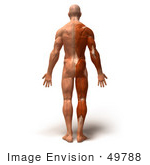 #49788 Royalty-Free (Rf) Illustration Of A 3d Muscle Male Body Facing Away - Version 4