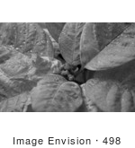 #498 Image Of A Poinsettia Plant In Black And White