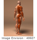 #49927 Royalty-Free (Rf) Illustration Of A 3d Human Body Muscle Tissue Facing Away - Version 3