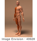 #49928 Royalty-Free (Rf) Illustration Of A 3d Human Body Muscle Tissue Facing Left - Version 1