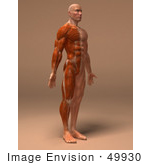 #49930 Royalty-Free (Rf) Illustration Of A 3d Human Body Muscle Tissue Facing Right - Version 3