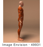 #49931 Royalty-Free (Rf) Illustration Of A 3d Human Body Muscle Tissue Facing Right - Version 2
