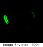 #5001 Stock Photography Of Anthracis Direct Fluorescent Antibody (Dfa) Capsule Stain