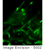 #5002 Stock Photography Of Anthrax Direct Fluorescent Antibody (Dfa) Cell Wall Stain