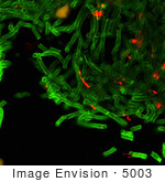 #5003 Stock Photography Of Green Anthrax Cell Walls And Red Anthrax Spores
