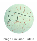 #5005 Stock Photography Of Bacillus Anthracis From Agar Culture
