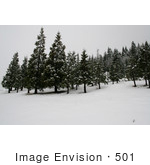 #501 Picture Of Mt Ashland Fir Trees In Winter Snow