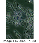 #5033 Stock Photography Of Bacillus Anthracis Spores Seen Under Phase Contrast Microscopy