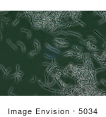 #5034 Stock Photography Of Bacillus Anthracis Spores