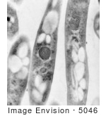 #5046 Bacillus anthracis Transmission Electron Micrograph by JVPD