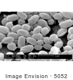 #5052 Stock Photography Of Spores From Bacillus Anthracis Bacteria
