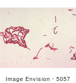 #5057 Stock Photography of a Bacillus Species Malachite Green Spore Stain by JVPD