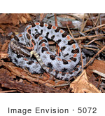 #5072 Stock Photography Of A Venomous Carolina Pygmy Rattlesnake