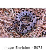 #5073 Stock Photography Of A Venomous Pygmy Rattlesnake