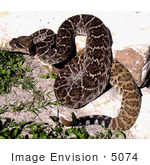 #5074 Stock Photography Of A Western Diamondback Rattlesnake