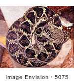 #5075 Stock Photography Of A Venomous Eastern Diamondback Rattlesnake