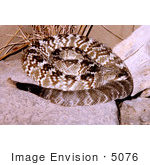 #5076 Stock Photography Of Venomous Northern Black Tailed Rattlesnake