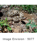 #5077 Stock Photography Of A Desert Massasauga Rattlesnake (Sistrurus Catenatus)