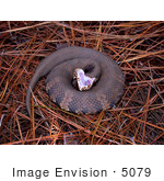 #5079 Stock Photography of an Eastern Cottonmouth Snake (Agkistrodon piscivorus) by JVPD