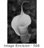 #508 Black And White Photograph Of A Calla Lily With A Curl