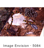 #5084 Stock Photography Of A Milk Snake