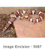 #5087 Stock Photography Of Venomous “Trans-Pecos” Copperhead Snake