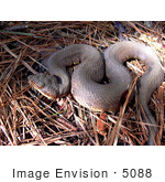 #5088 Stock Photograph Of A Western Cottonmouth Snake (Agkistrodon Piscivorus Leucostoma)