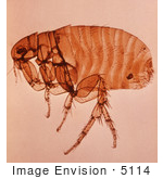 #5114 Picture Of A Female Xenopsylla Cheopis Flea (Oriental Rat Flea)
