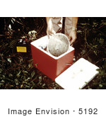 #5192 Picture Of A Field Researcher Setting A Mosquito Collection Bag Inside A Cooler That Will Be Transported To A Laboratory Setting