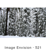 #521 Image Of Trees Covered In Snow Rogue River National Forest