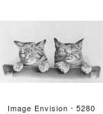 #5280 Two Cats